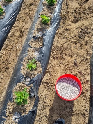 그린1505님의 콩 · 영농일지 작성글 사진