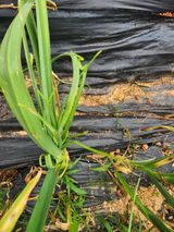 팜모닝 마늘·병해충상담 게시글 이미지