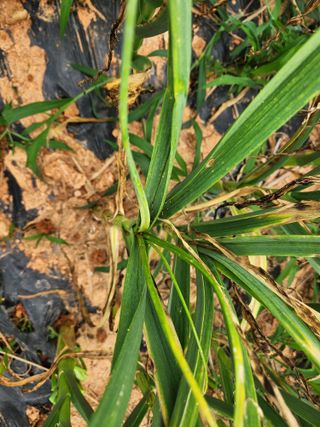 원기서님의 마늘 · 병해충상담 작성글 사진