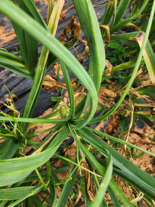 원기서님의 마늘 · 병해충상담 작성글 사진