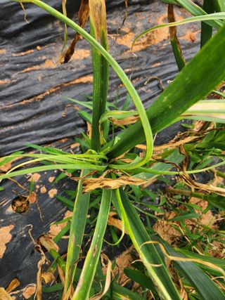 원기서님의 마늘 · 병해충상담 작성글 사진