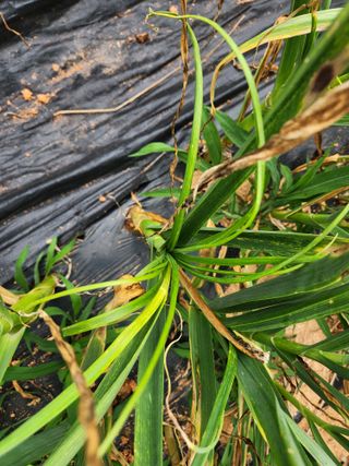 원기서님의 마늘 · 병해충상담 작성글 사진