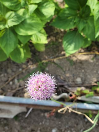 두릅나무20315님의 자유주제 · 자유게시판 작성글 사진