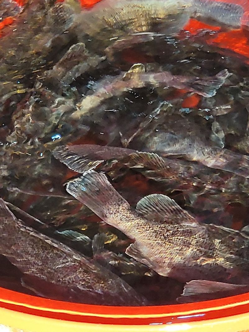 김진국님의 장터 판매 상품 [자연산 우럭회 700g 1kg(머리,뼈, 초고추장 증정)] 첨부 사진