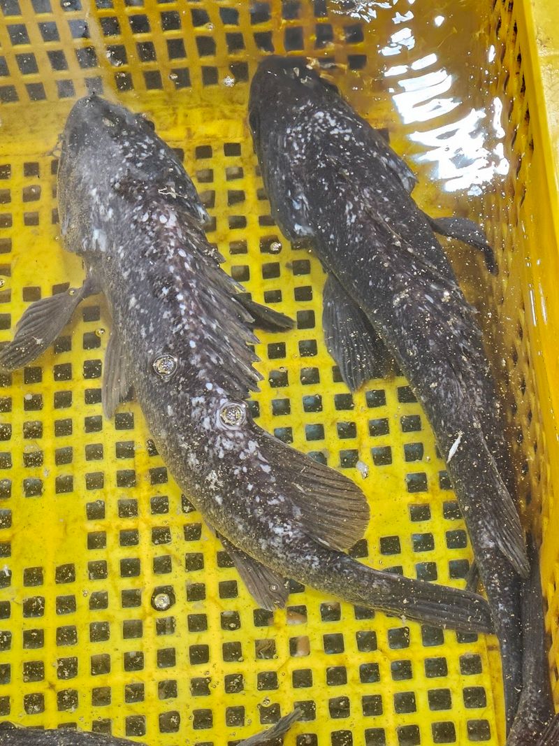 김진국님의 장터 판매 상품 [자연산 우럭회 700g 1kg(머리,뼈, 초고추장 증정)] 첨부 사진