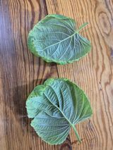 팜모닝 들깨·병해충상담 게시글 이미지