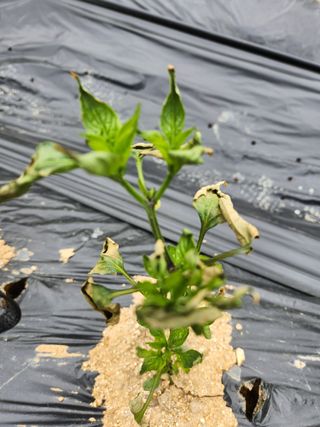 정정희님의 농사, 무엇이든 물어보세요! · 참여글 작성글 사진