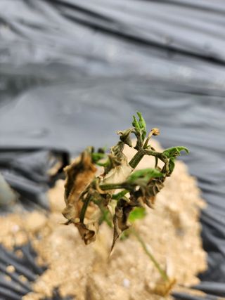 정정희님의 농사, 무엇이든 물어보세요! · 참여글 작성글 사진