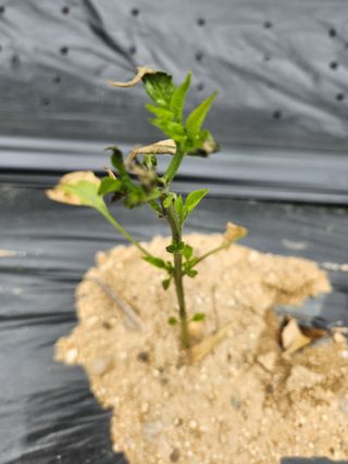 정정희님의 농사, 무엇이든 물어보세요! · 참여글 작성글 사진