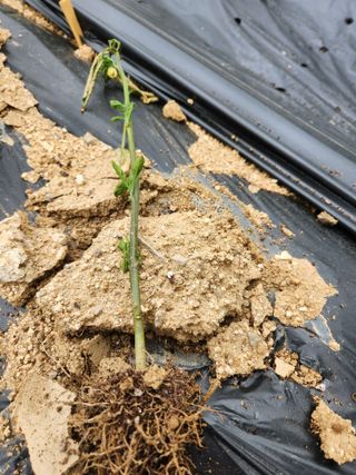 정정희님의 농사, 무엇이든 물어보세요! · 참여글 작성글 사진