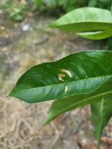 팜모닝 복숭아·병해충상담 게시글 이미지