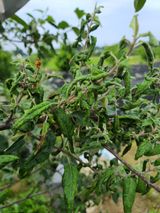 팜모닝 사과·병해충상담 게시글 이미지