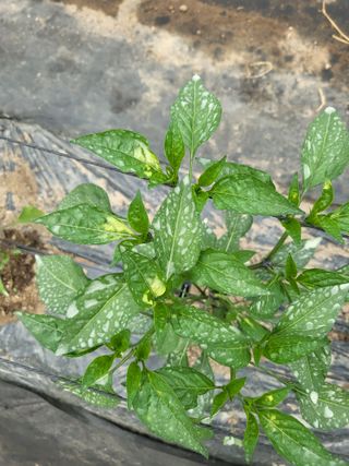 행운농부님의 고추 · 병해충상담 작성글 사진