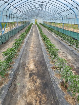 행운농부님의 고추 · 병해충상담 작성글 사진