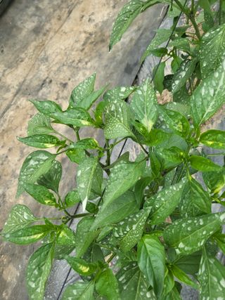 행운농부님의 고추 · 병해충상담 작성글 사진