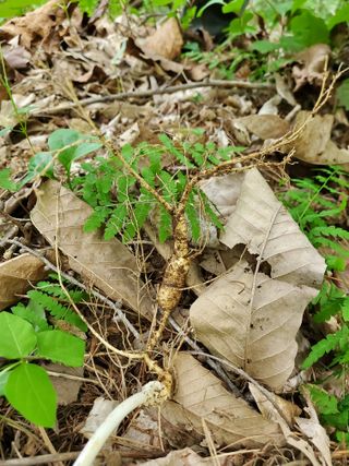 약초꾼님의 자유주제 · 칭찬해요 작성글 사진
