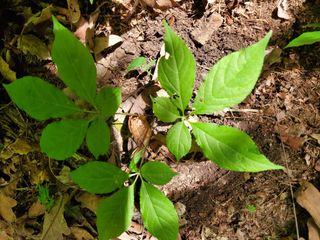 약초꾼님의 자유주제 · 칭찬해요 작성글 사진