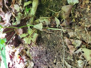 약초꾼님의 자유주제 · 칭찬해요 작성글 사진