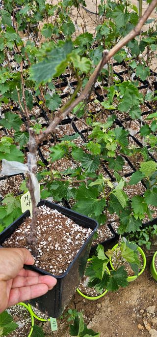 뿌리묘목농원님의 작성글 사진