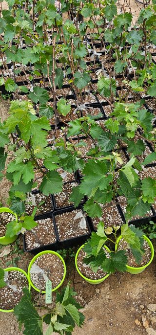 뿌리묘목농원님의 작성글 사진