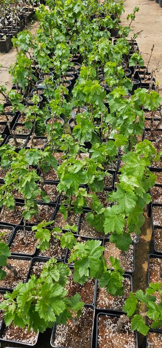 뿌리묘목농원님의 작성글 사진