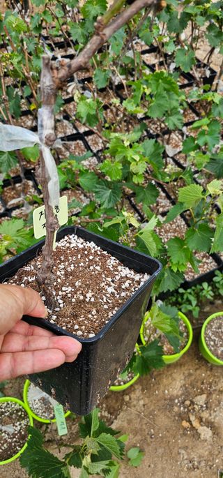 뿌리묘목농원님의 작성글 사진