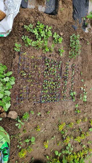 힐스님의 콩 · 영농일지 작성글 사진