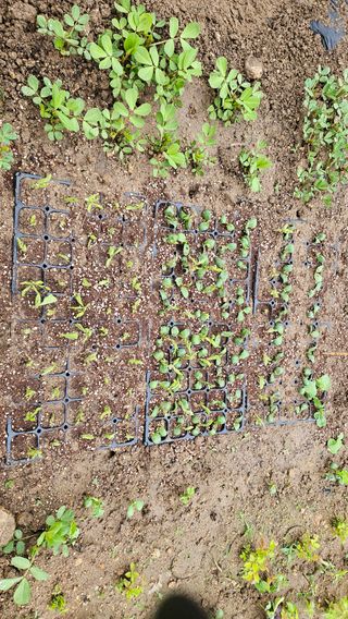 힐스님의 콩 · 영농일지 작성글 사진