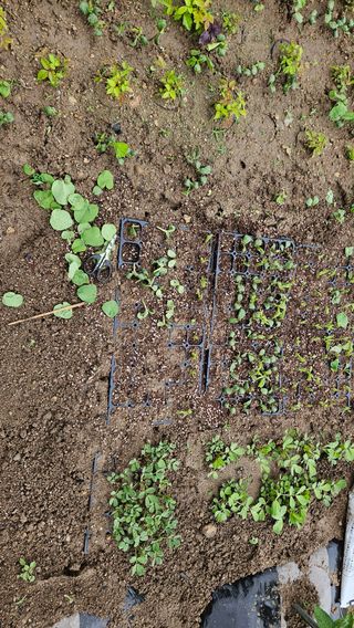 힐스님의 콩 · 영농일지 작성글 사진