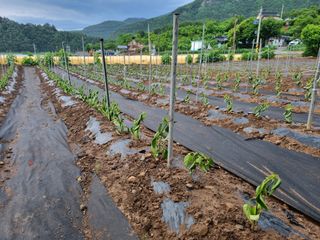 신연석님의 농사, 무엇이든 물어보세요! · 참여글 작성글 사진