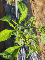 팜모닝 올해 방제 어떻게 하셨나요?·참여글 게시글 이미지