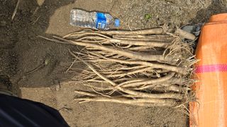 산들바람님의 기타작물 · 영농일지 작성글 사진