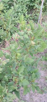 팜모닝 딸기·병해충상담 게시글 이미지