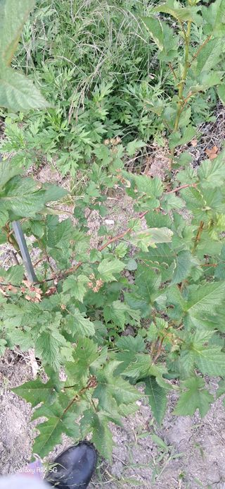 이현주(숲속의농원)님의 딸기 · 병해충상담 작성글 사진