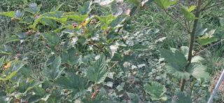 이현주(숲속의농원)님의 딸기 · 병해충상담 작성글 사진