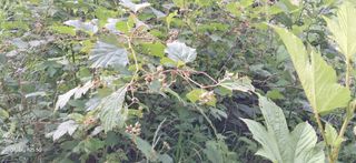 이현주(숲속의농원)님의 딸기 · 병해충상담 작성글 사진