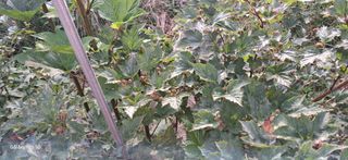 이현주(숲속의농원)님의 딸기 · 병해충상담 작성글 사진