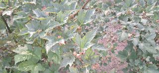 이현주(숲속의농원)님의 딸기 · 병해충상담 작성글 사진