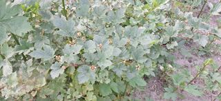 이현주(숲속의농원)님의 딸기 · 병해충상담 작성글 사진