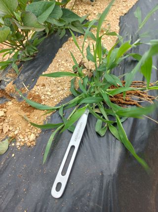 한태훈님의 고구마 · 영농일지 작성글 사진