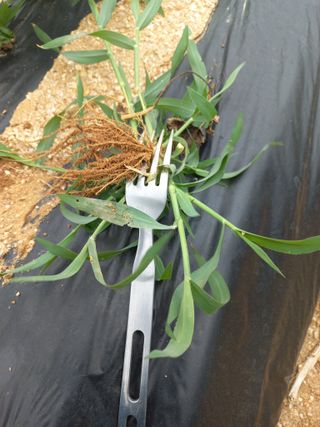 한태훈님의 고구마 · 영농일지 작성글 사진