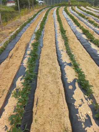 한태훈님의 고구마 · 영농일지 작성글 사진