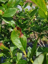 팜모닝 블루베리·병해충상담 게시글 이미지