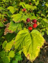 팜모닝 농사, 무엇이든 물어보세요!·참여글 게시글 이미지