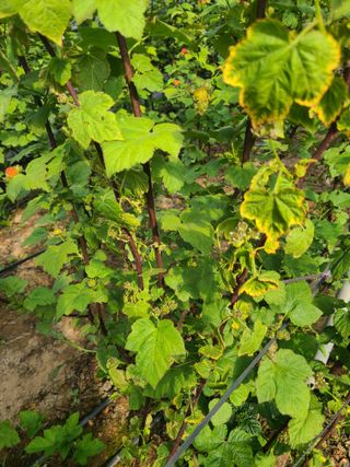 깻잎 사랑님의 농사, 무엇이든 물어보세요! · 참여글 작성글 사진