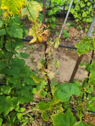 깻잎 사랑님의 농사, 무엇이든 물어보세요! · 참여글 작성글 사진