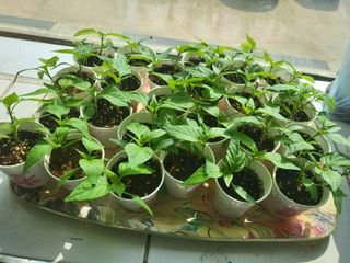 이선복님의 자유주제 · 자유게시판 작성글 사진