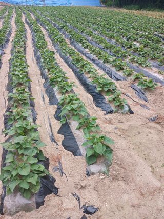 전국하님의 고구마 · 자유게시판 작성글 사진