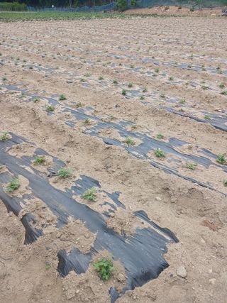 전국하님의 고구마 · 자유게시판 작성글 사진