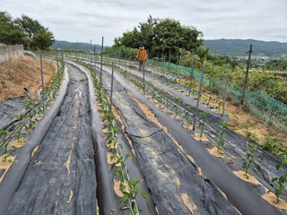 징금다리님의 고추 · 영농일지 작성글 사진